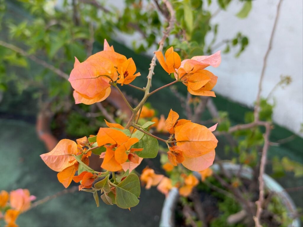 iPhone 18 Pro Max camera sample orange flowers
