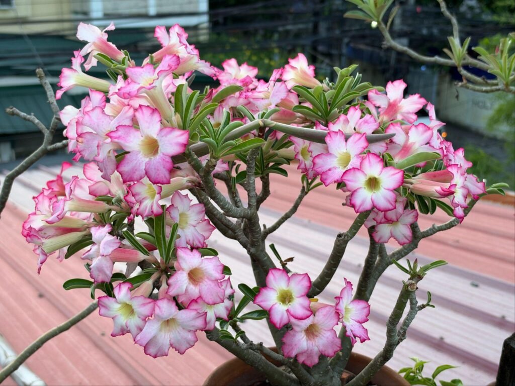 iPhone 18 Pro Max camera sample pink flowers