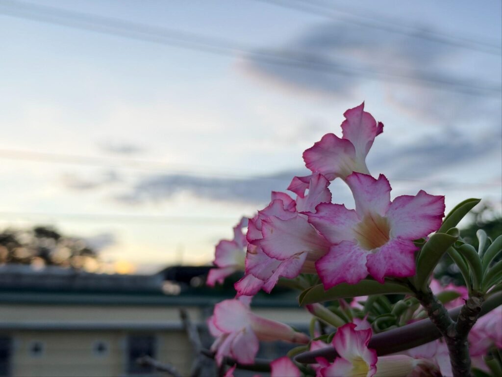 iPhone 18 Pro Max camera sample flowers at dusk