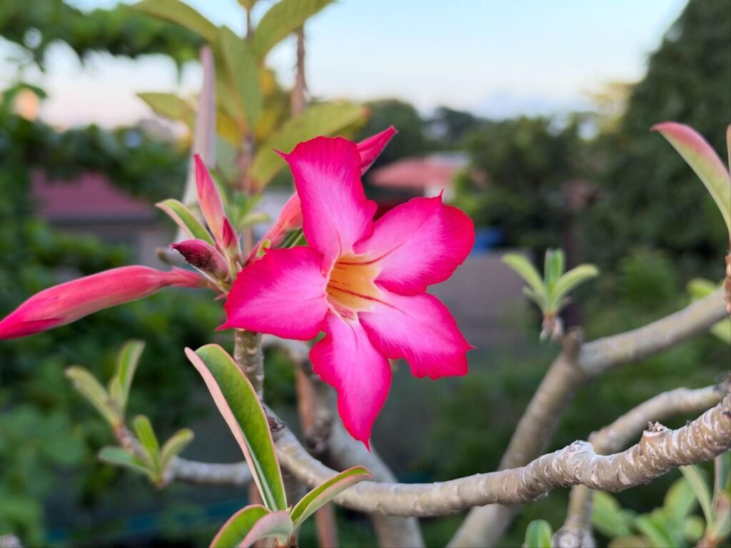 iPhone 18 Pro Max camera sample close-up pink flower bokeh