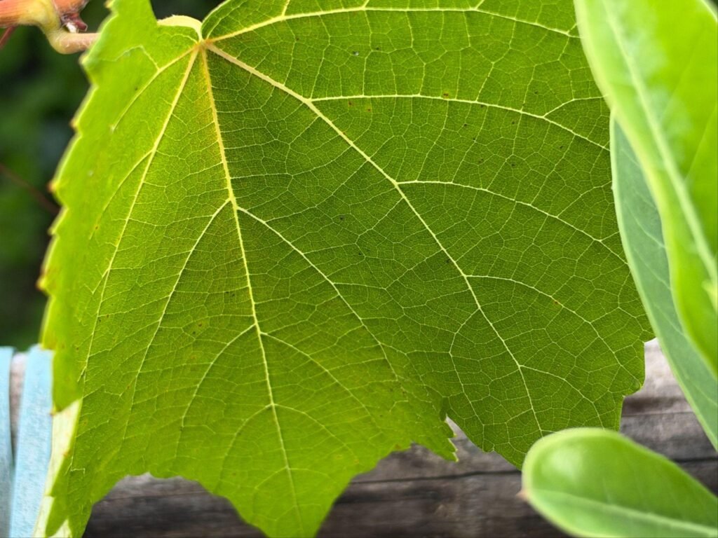 iPhone 18 Pro Max camera sample macro green leaf